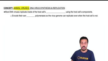 Animal Viruses: DNA Virus Synthesis & Replication