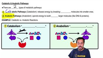 Catabolic & Anabolic Pathways