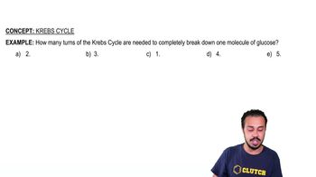 Krebs Cycle Example 1