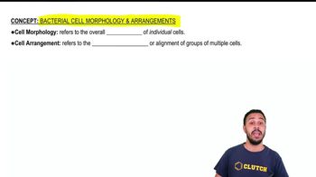 Bacterial Cell Morphology & Arrangements