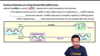 Replication of (+) Single Strand RNA (ssRNA) Viruses