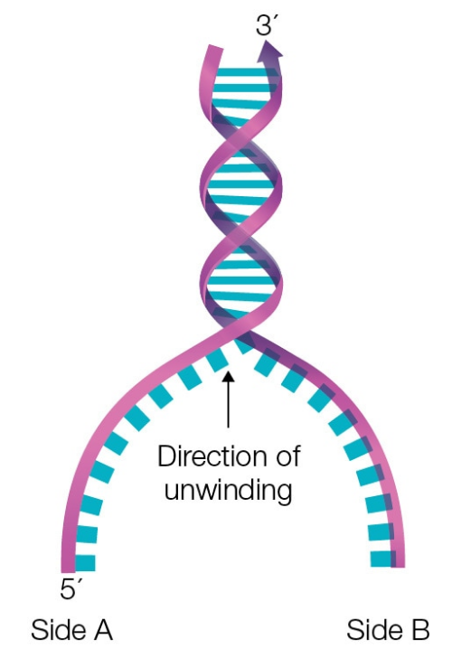 DNA double helix unwinding with labeled 5' and 3' ends, showing direction of unwinding between Side A and Side B.