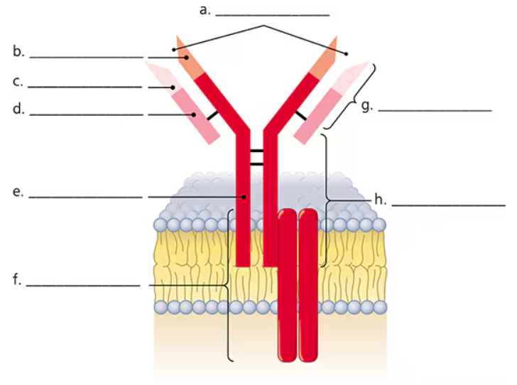 Diagram of an immunoglobulin molecule with labeled parts and blank lines for identification.