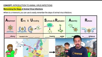 Memorizing the Steps of Animal Virus Infections