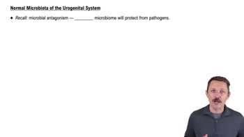 Normal Microbiota of the Urogenital System