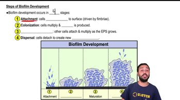 Steps of Biofilm Development