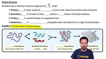 Protein Structure