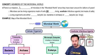 Members of the Bacterial World