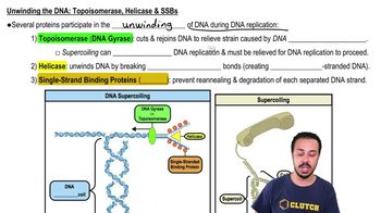 Unwinding the DNA:Topoisomerase, Helicase & SSBs
