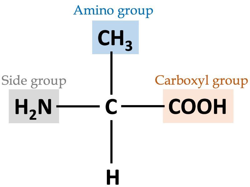 Diagram showing alanine's amino, carboxyl, and side groups.