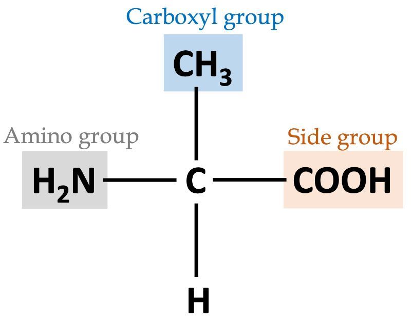 Diagram showing alanine's amino, carboxyl, and side groups.