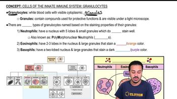 Granulocytes