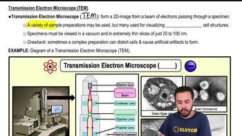 Transmission Electron Microscope (TEM)