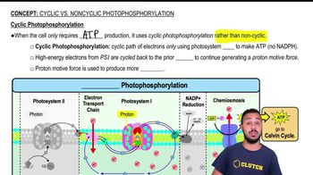 Cyclic Photophosphorylation