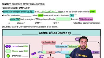 Positive Control by cAMP & CRP
