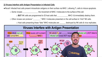 2) Viruses Interfere with Antigen Presentation in Infected Cells