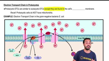Electron Transport Chain in Prokaryotes