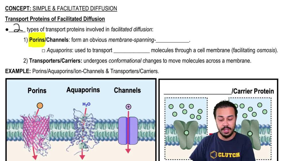 simple diffusion vs facilitated diffusion