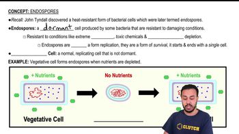 Endospores