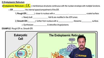 Endoplasmic Reticulum