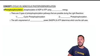 Cyclic vs. Non-Cyclic Photophosphorylation