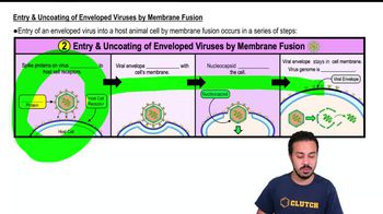 Entry & Uncoating of Enveloped Viruses by Membrane Fusion