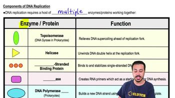 Components of DNA Replication