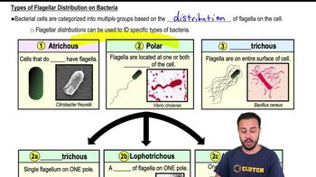 Types of Flagellar Distribution on Bacteria