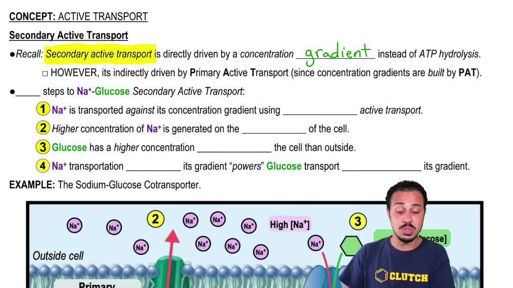 Active Transport Diagram Pearson