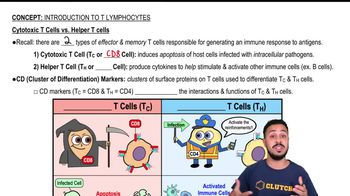 Cytotoxic T Cells vs. Helper T Cells