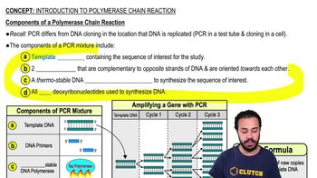 Components of a Polymerase Chain Reaction