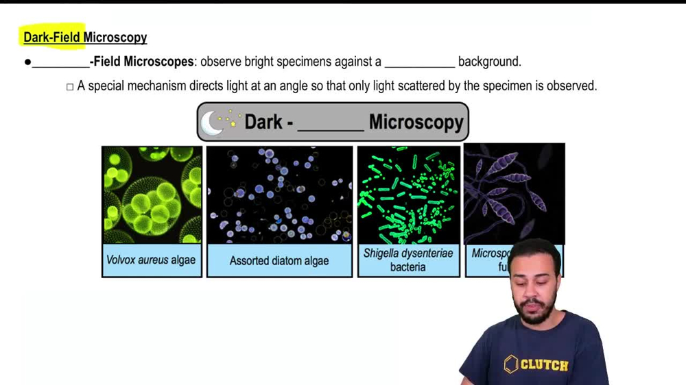 Volvox Dark Field Microscopy