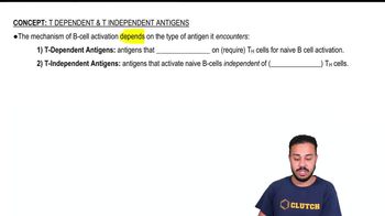 T Dependent & T Independent Antigens