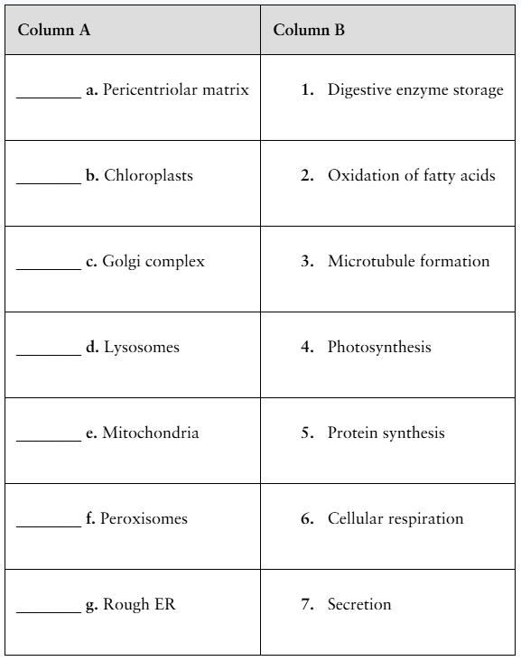 Matching exercise table with cell structures in column A and their functions in column B to be paired correctly.