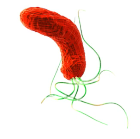 Red rod-shaped bacterial cell with multiple long green flagella distributed around its surface.