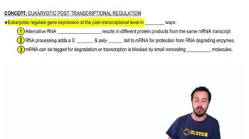 Eukaryotic Post-Transcriptional Regulation