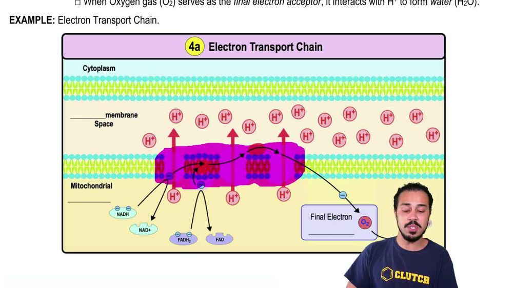 Electron Transport Chain For Dummies