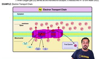 Electron Transport Chain