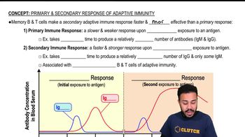 Primary and Secondary Response of Adaptive Immunity