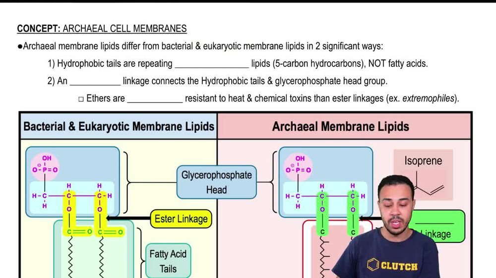 archaeal cells vs bacterial cells