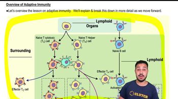 Overview of Adaptive Immunity