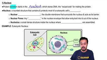 Nucleus