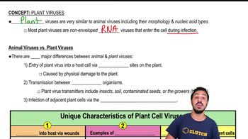 Plant Viruses