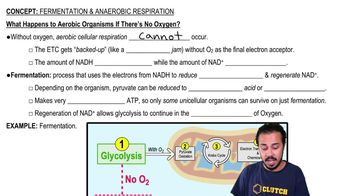What Happens. to Aerobic Organisms if There's No Oxygen?