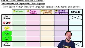 Total Products for Each Stage of Aerobic Cellular Respiration