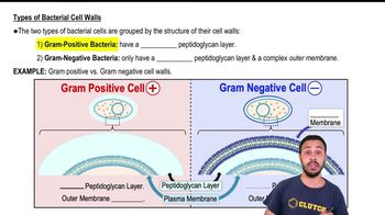 Types of Bacterial Cell Walls