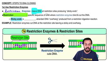 1a) Use Restriction Enzymes