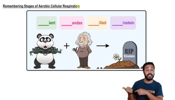 Remembering Stages of Aerobic Cellular Respiration