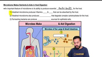 Microbiome Makes Nutrients & Aids in Host Digestion