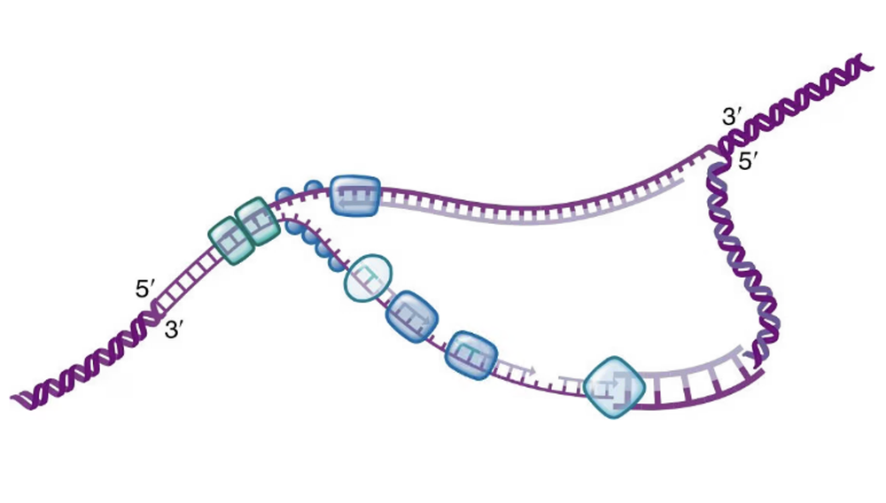 DNA replication diagram showing replication fork, DNA polymerase, RNA primer, parent strands, leading and lagging strands, and 5′ ends.